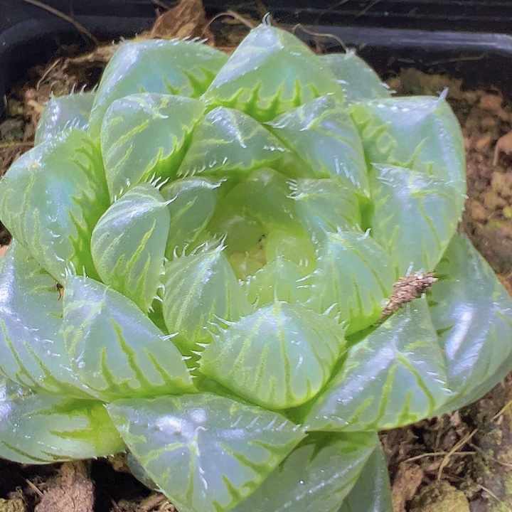 冰川雨露19包邮多肉植物