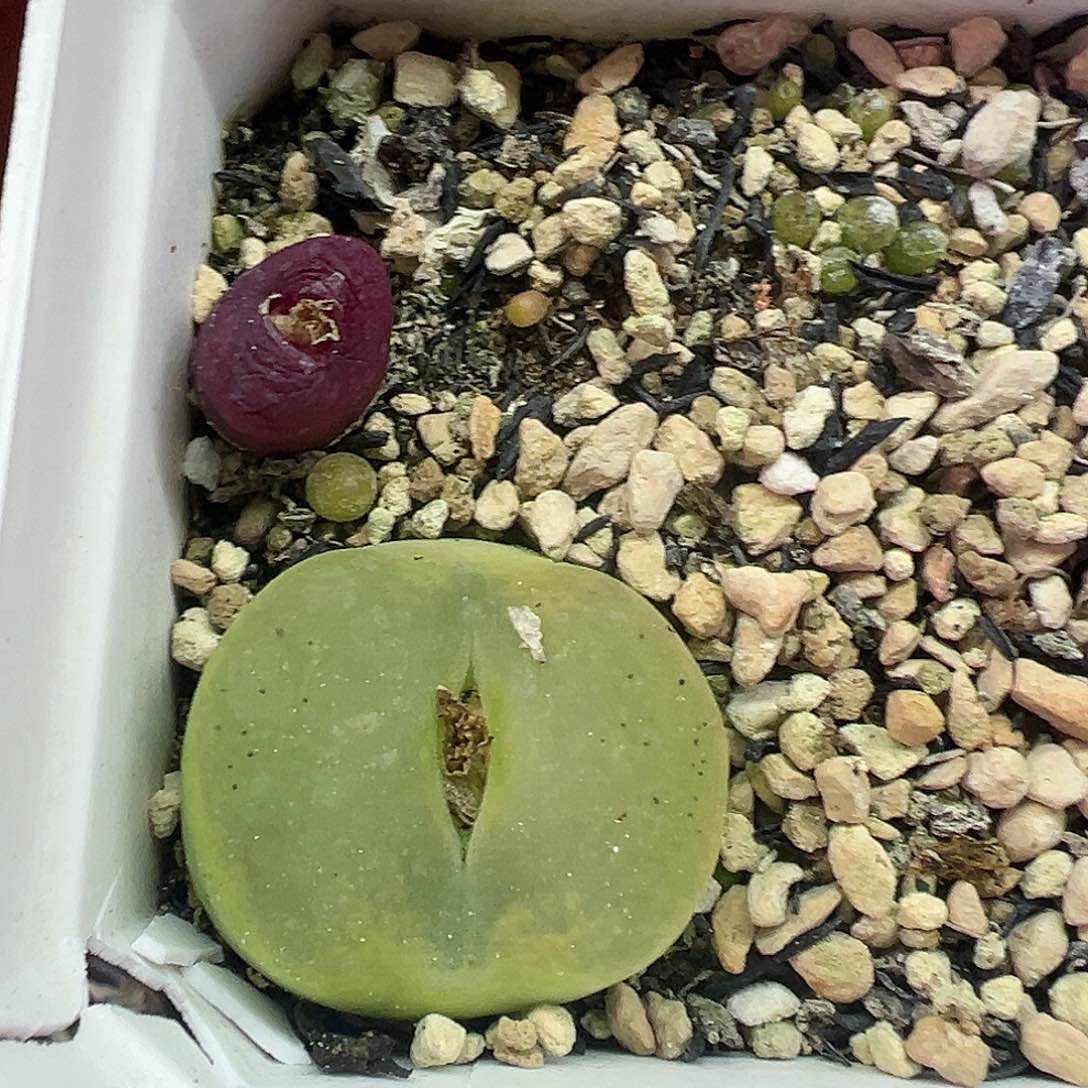 541毛汉尼带盆土发货