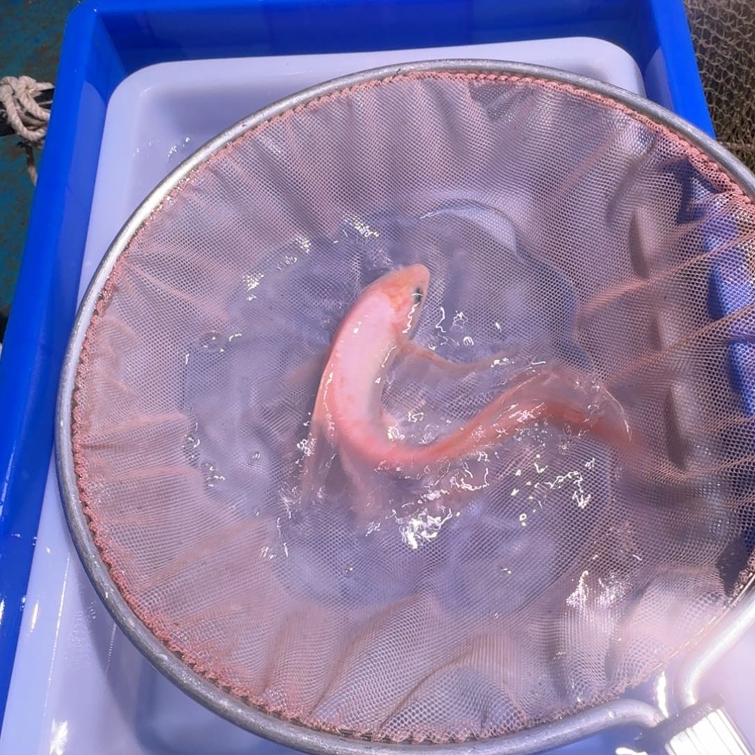 锦鲤锦鲤大热卖中6