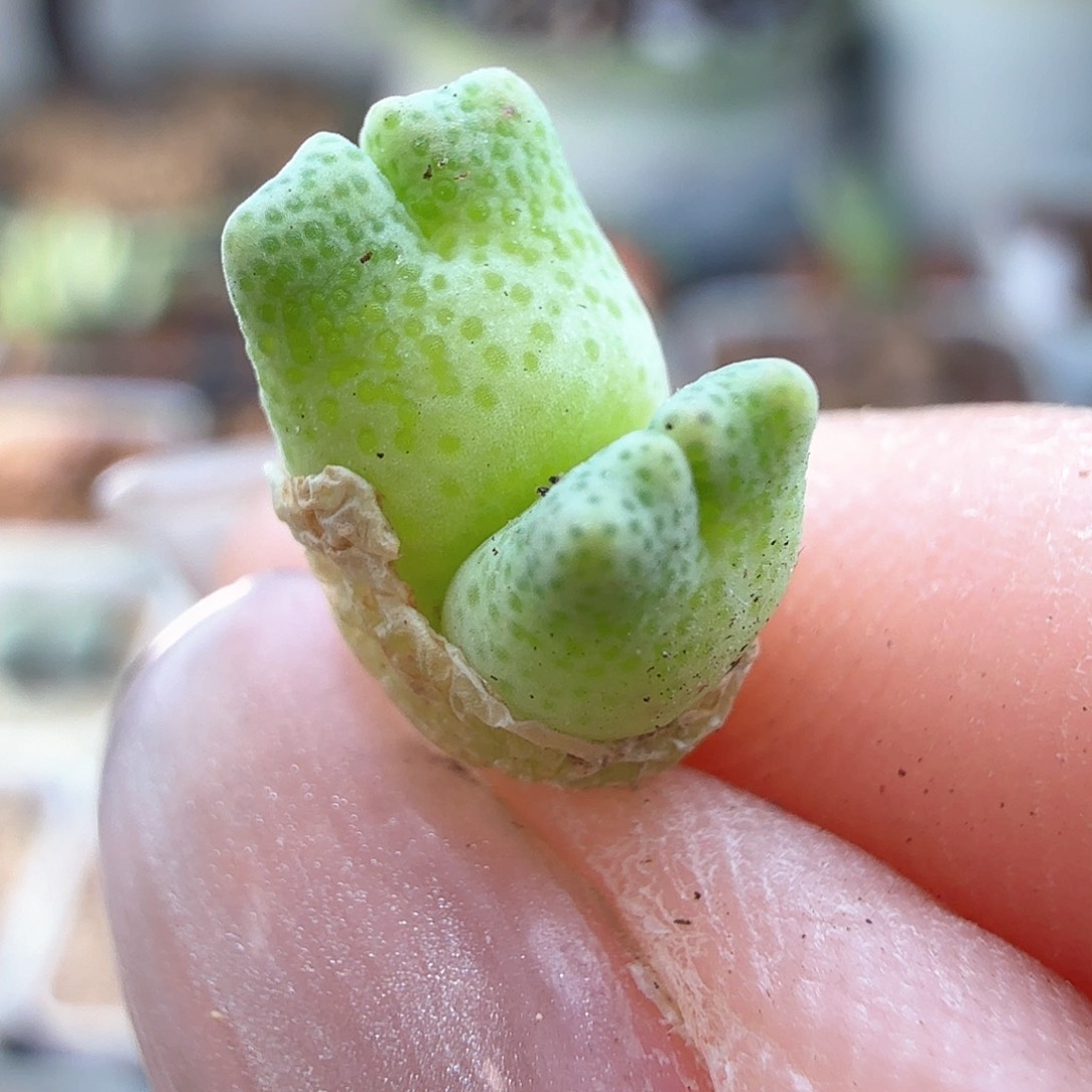 2.6.2/鹿角斑马双头