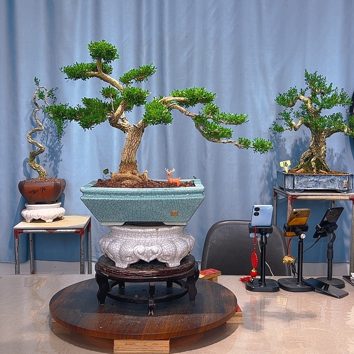 无花朵广东皱皮雀舌黄杨