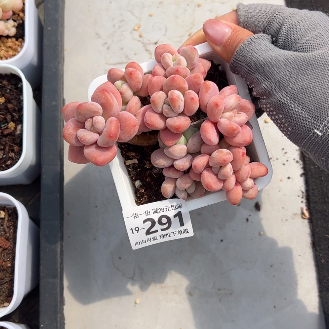 红洛神多肉多肉多肉多肉