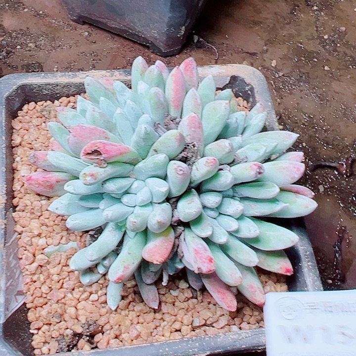 1543瑞吉娜仙女杯多肉