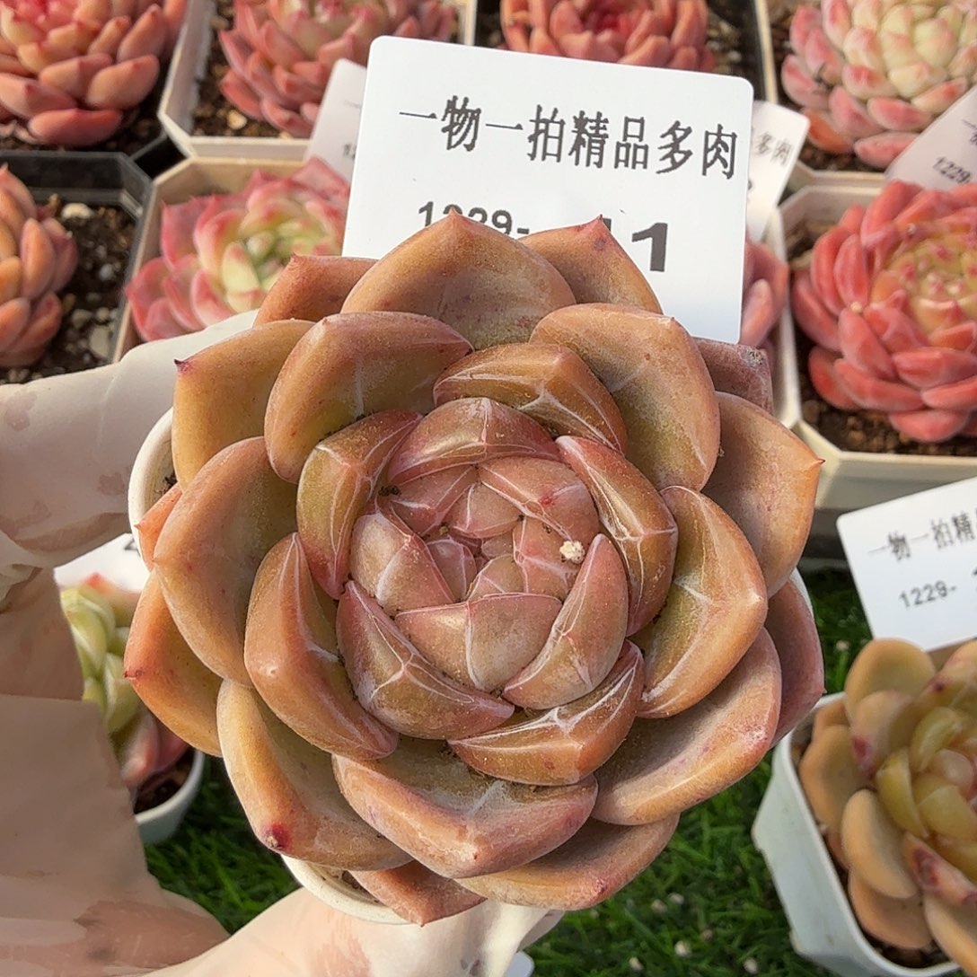 1229-41多肉一物一拍