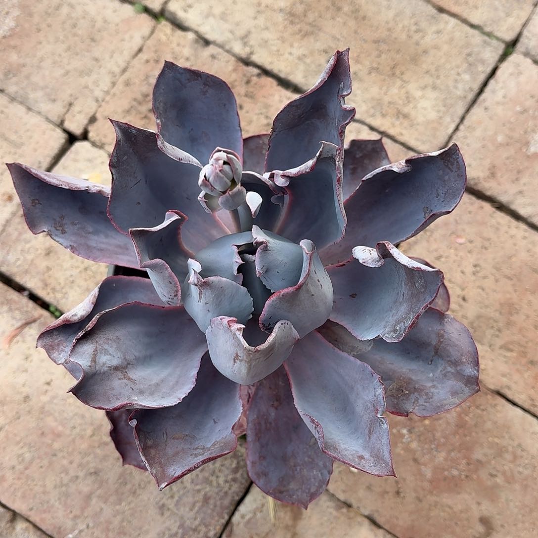 晚霞大单头冠幅16厘米左右