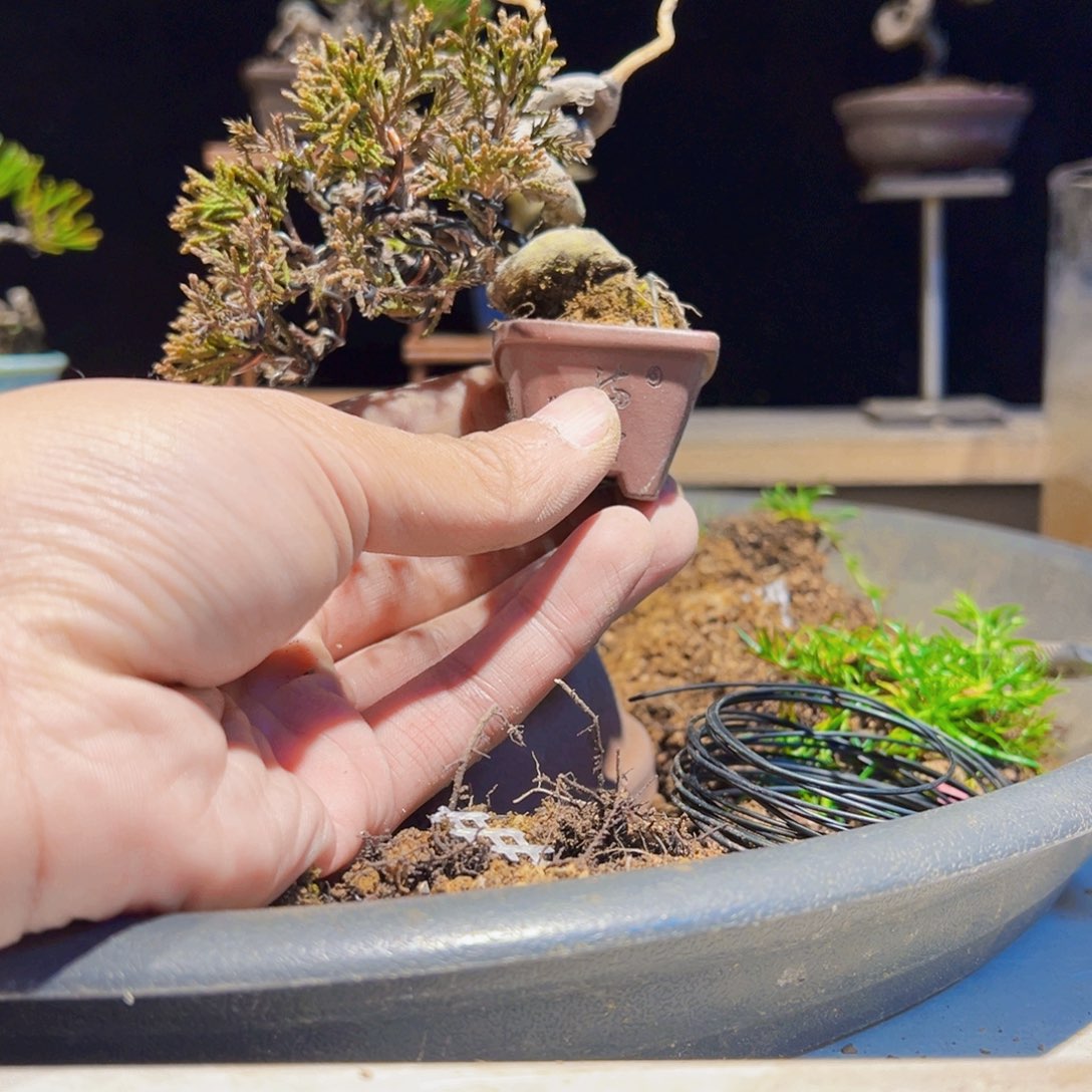 无花朵盆景111111111