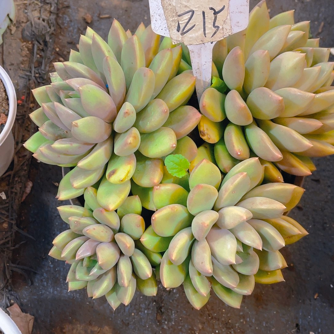 平***庸00000000000000000215