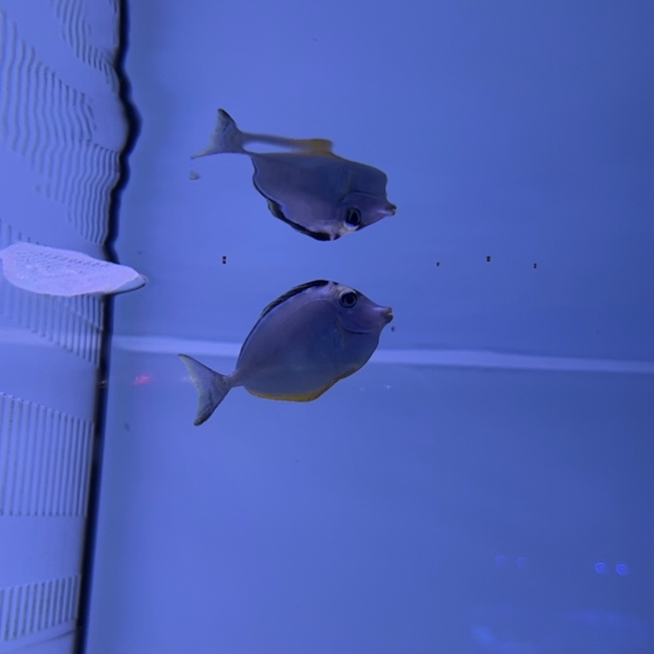 海水鱼天狗7-8cm 140 包装运费30