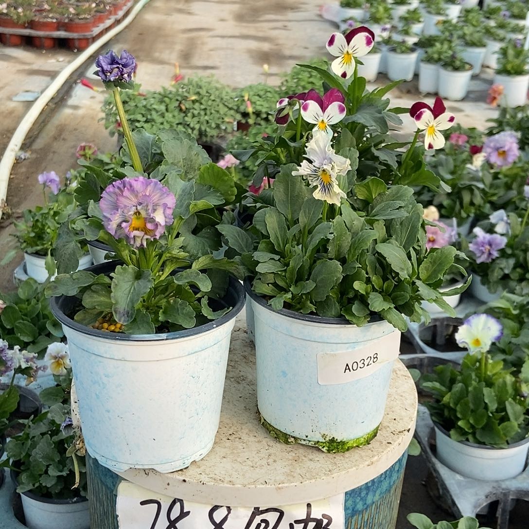 大部分花苞少量开放328