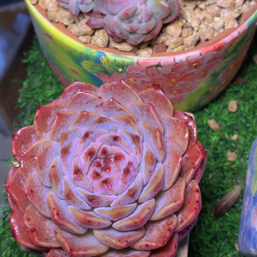 冰魄10 公分一物一拍