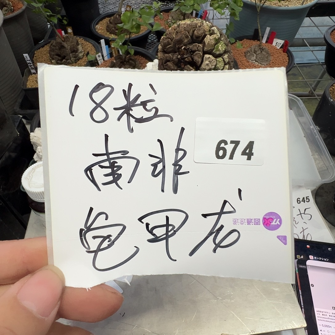 多肉植物专拍植物不退换 一物一拍 674
