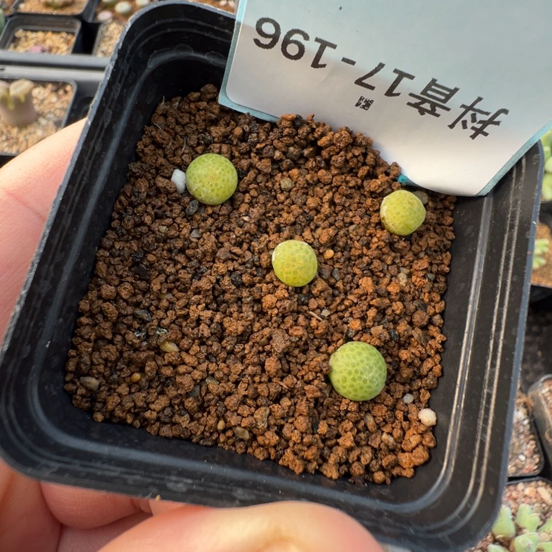 17-196肉锥多肉植物，