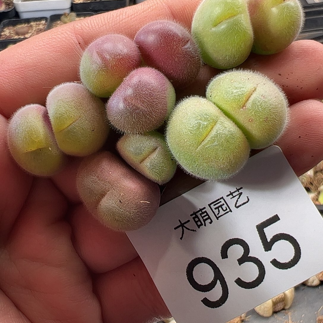 一物一拍。       935