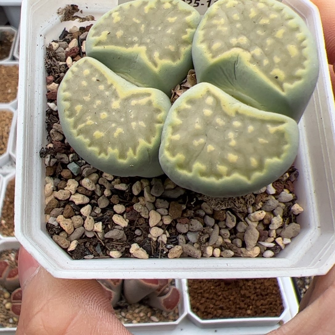 0165号 绿福来多肉植物