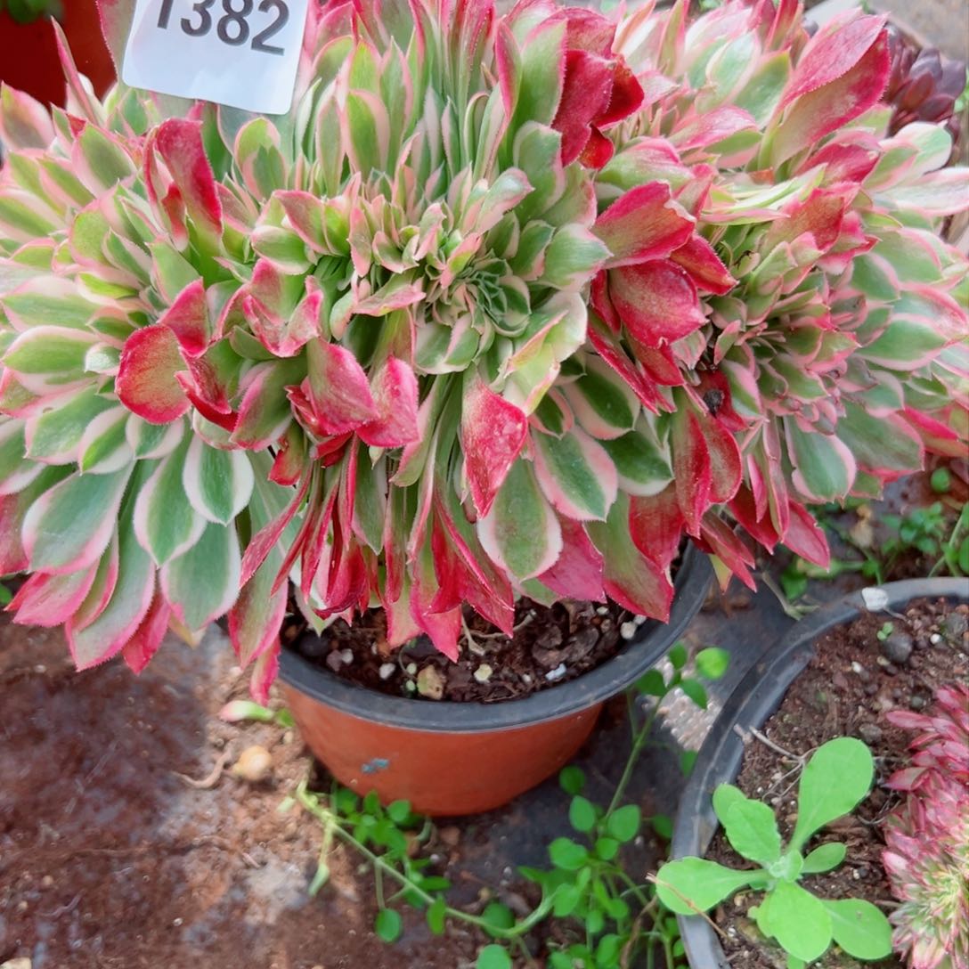 我1382 号多肉法师新年特价