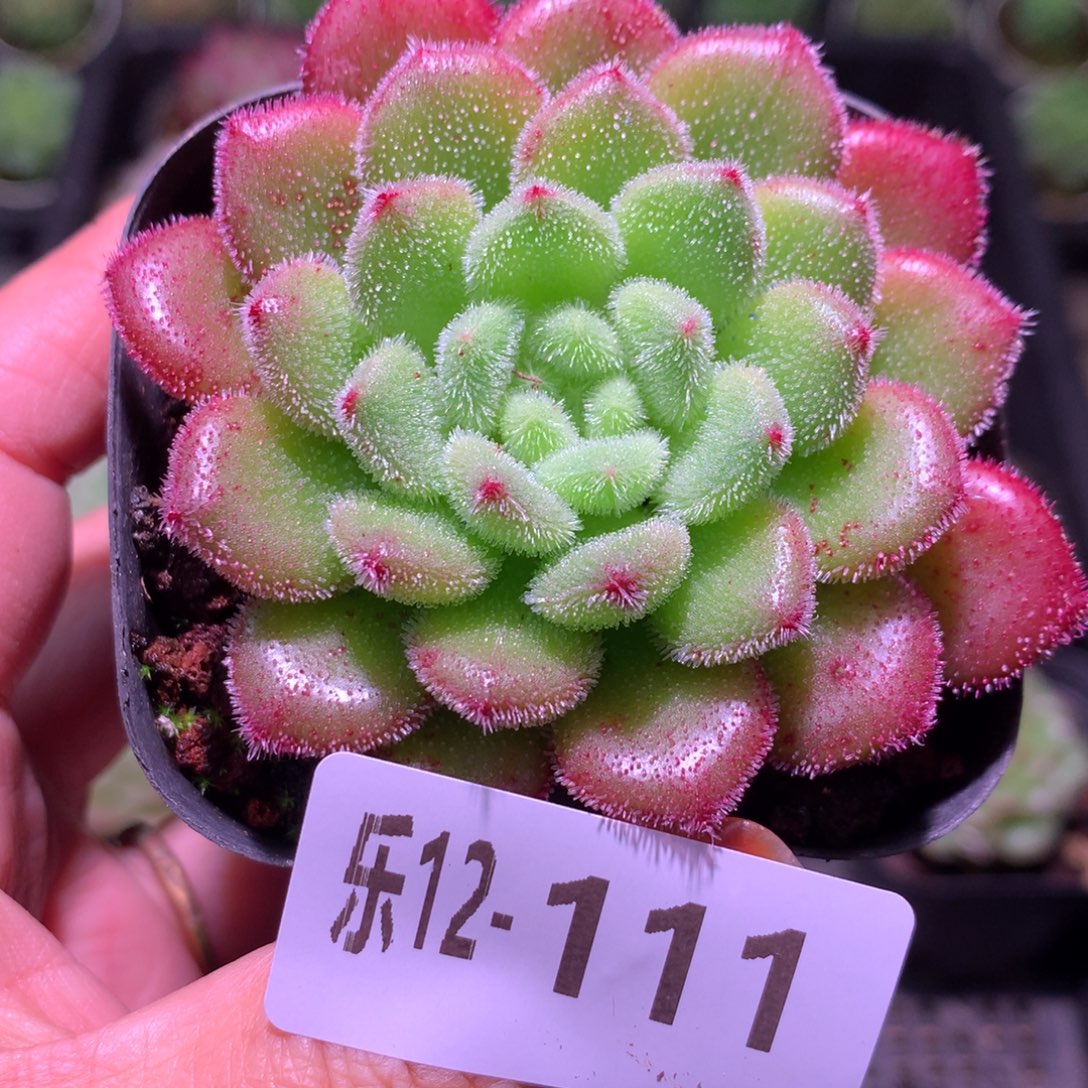 乐然12-111 红毛丹 