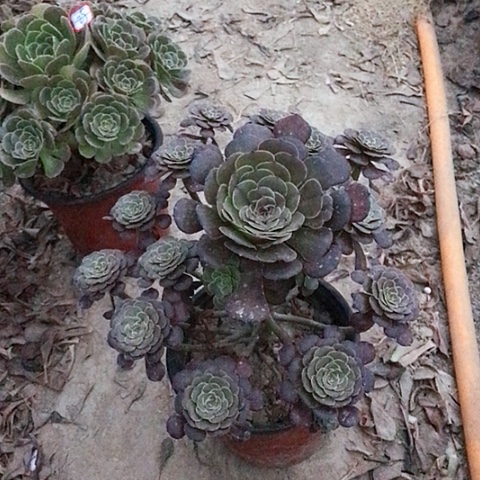 珍***惜萝莉法师多肉植物26