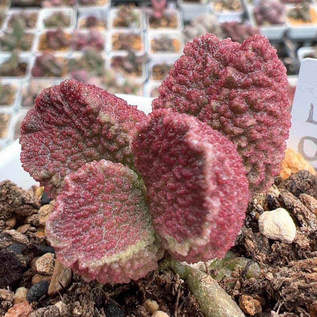 024-7850纯木质桩实生新品多肉植物水泡