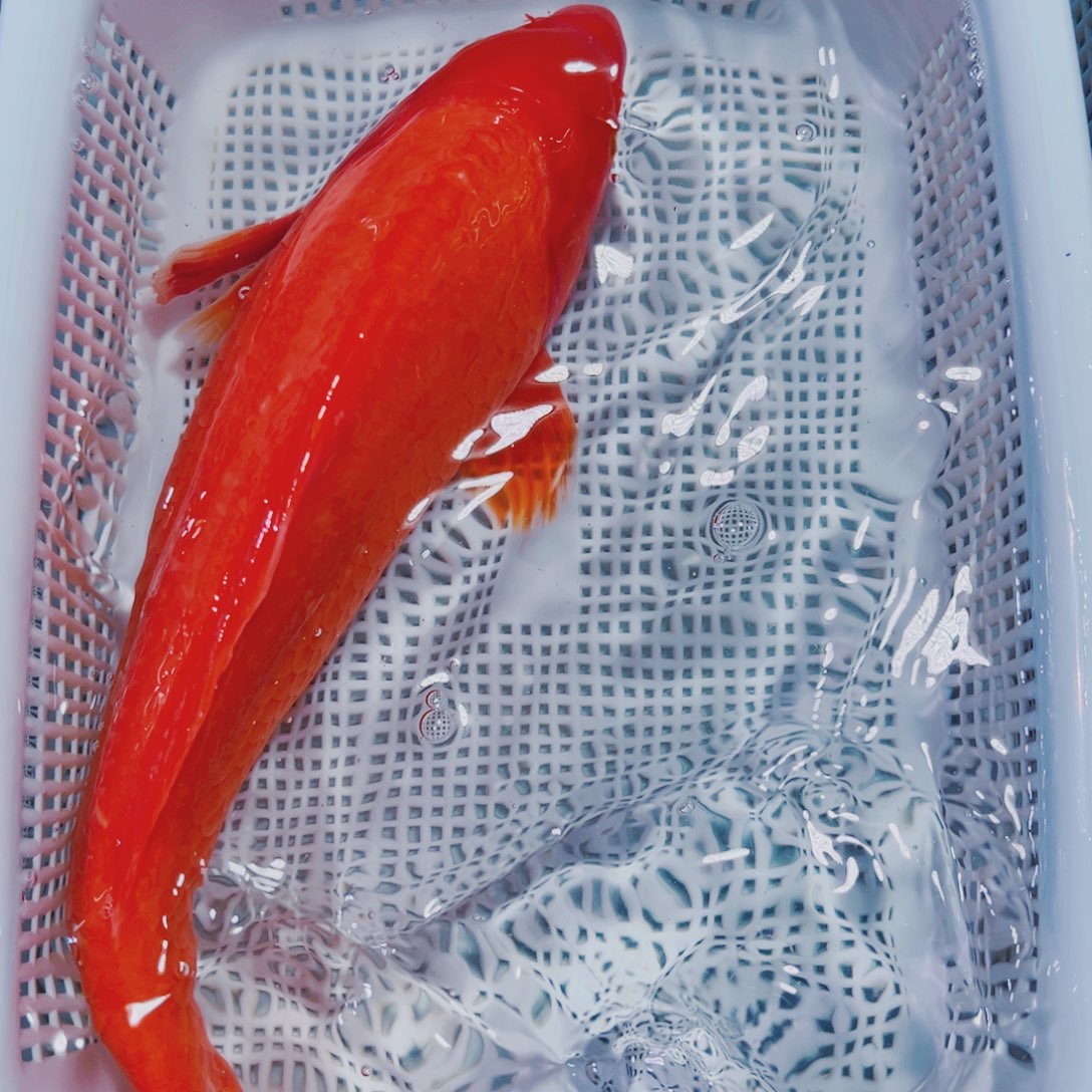 海水鱼锦鲤观赏鱼152