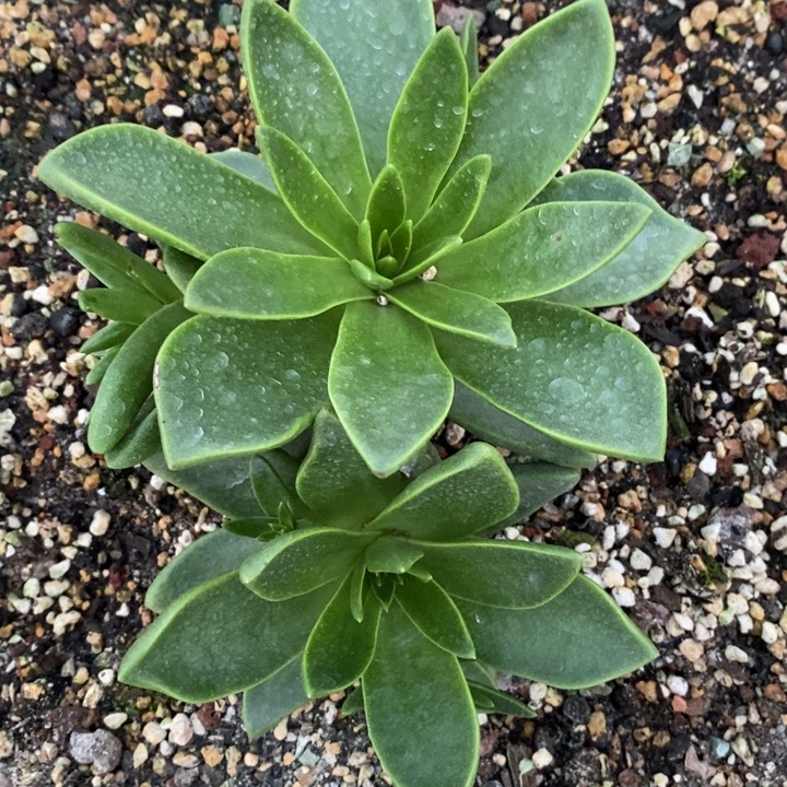 蓝索拉塔，洛洛寄养