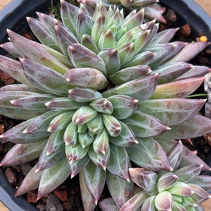 美人特价一物一拍