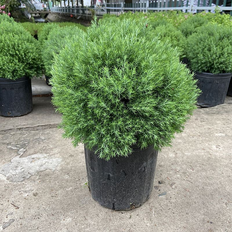 皮球松皮球柏盆栽自然成球形四季常青耐寒热好养