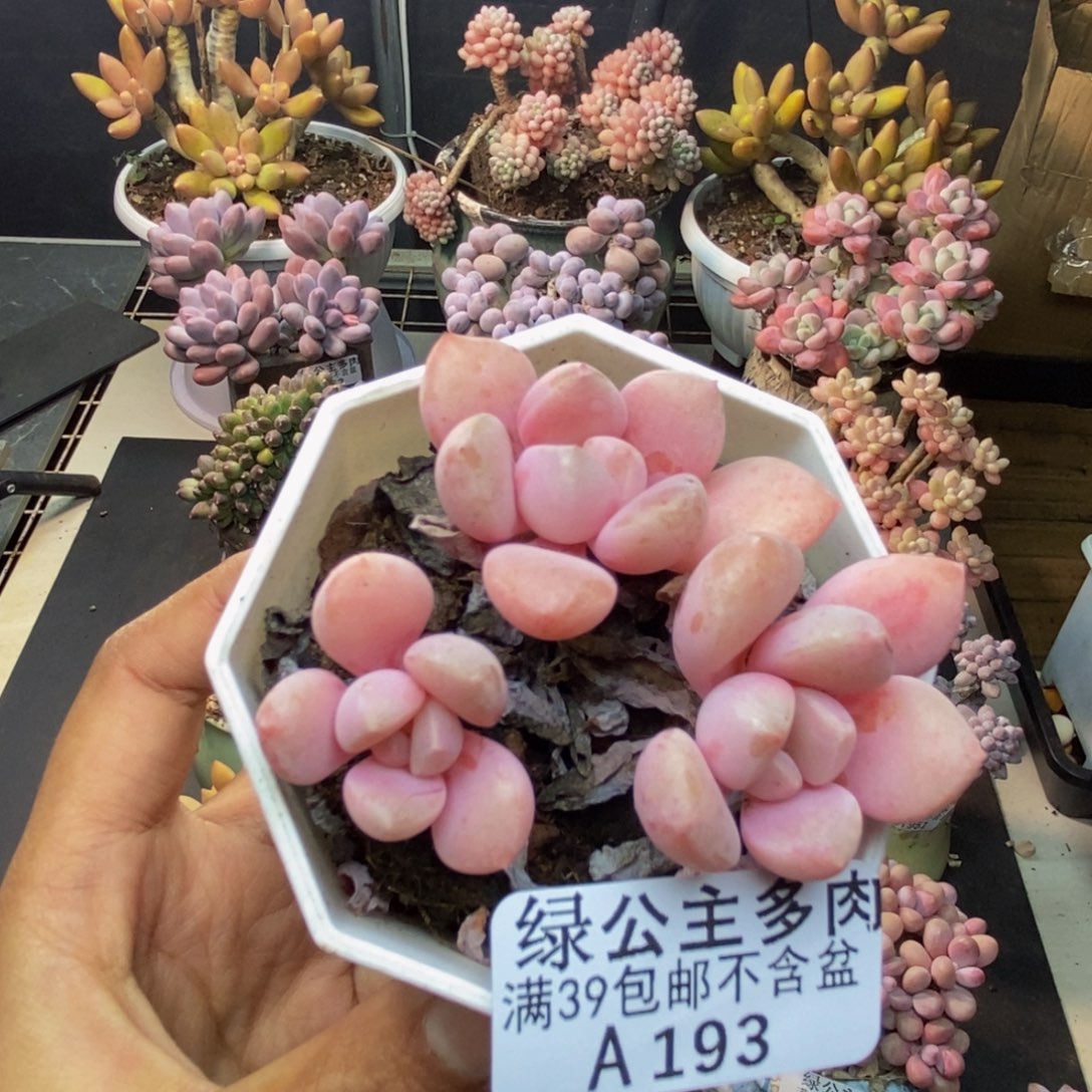 193粉桃花多肉5c m