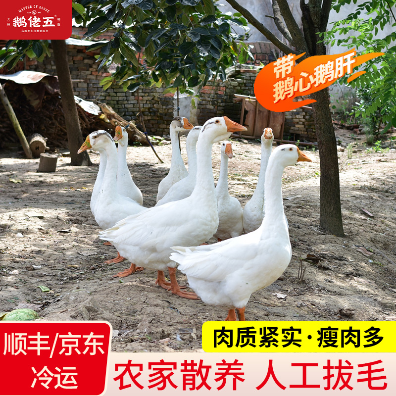 农家散养大白鹅急冻锁鲜一只净重6斤以上~带鹅心肝~顺丰冷链发货！