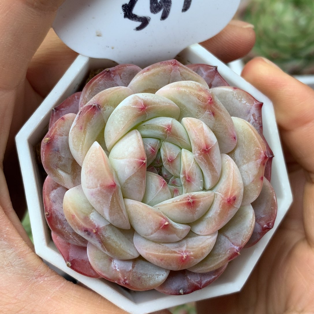 粉紫色珍妮单头533