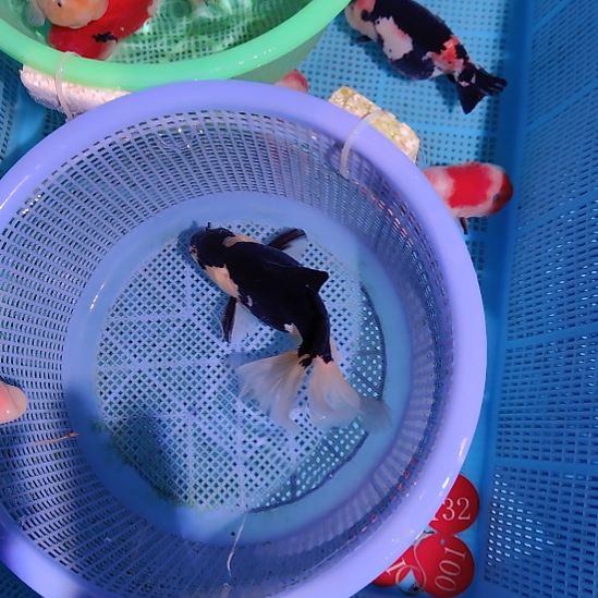 Y***g金鱼146黑白巨人百褶泰狮一条特价顺丰包邮