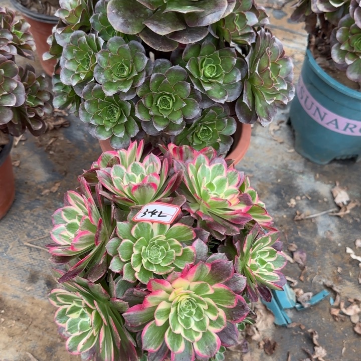 *****3-36枚金加丘比特砍过头处理不包售后