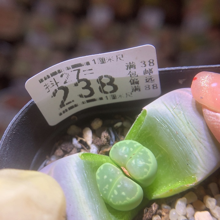 精品生石花27.238