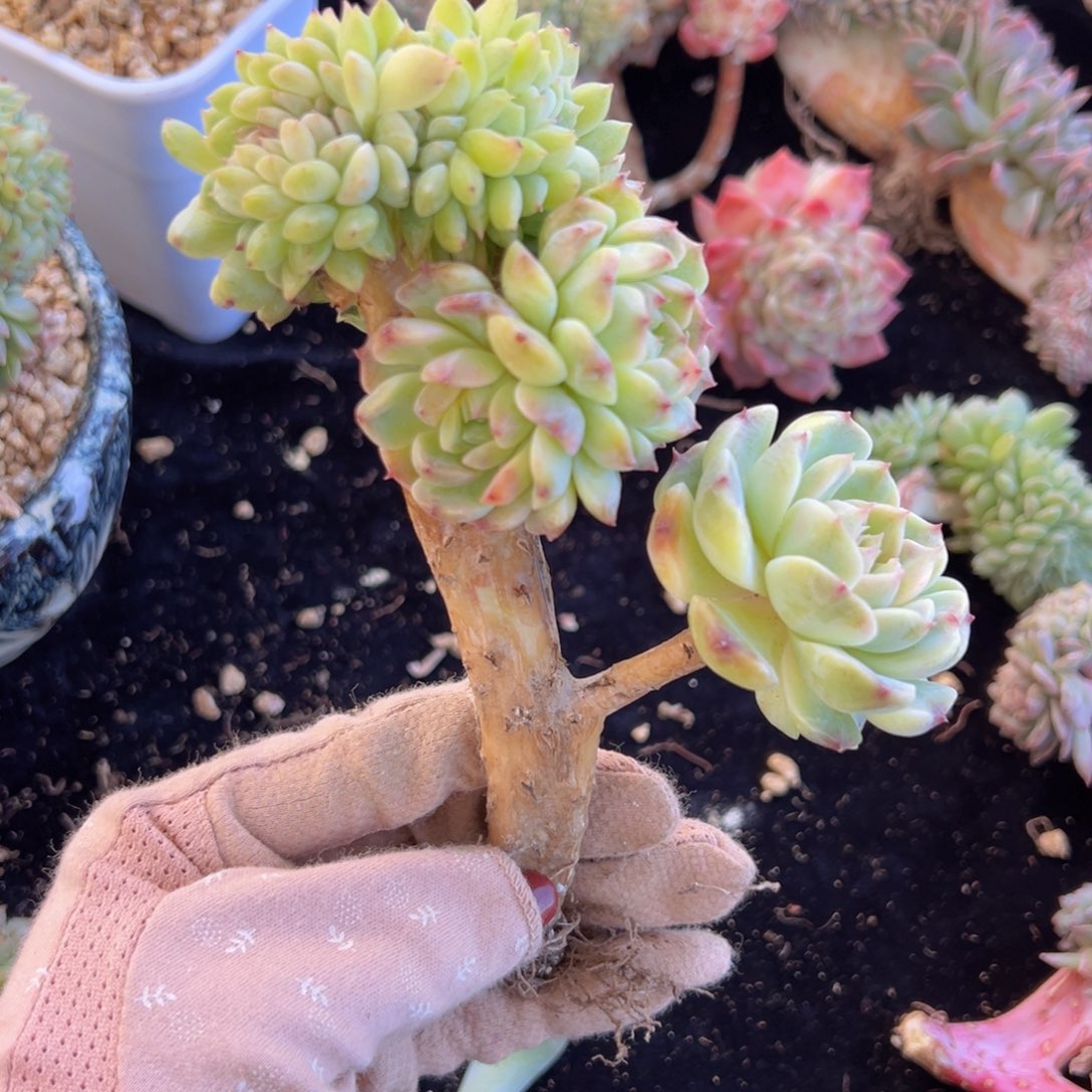 新年快乐新主播福利