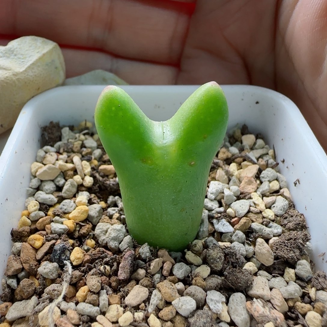 2-19-8-1当天满58包邮皮卡丘多肉脱土