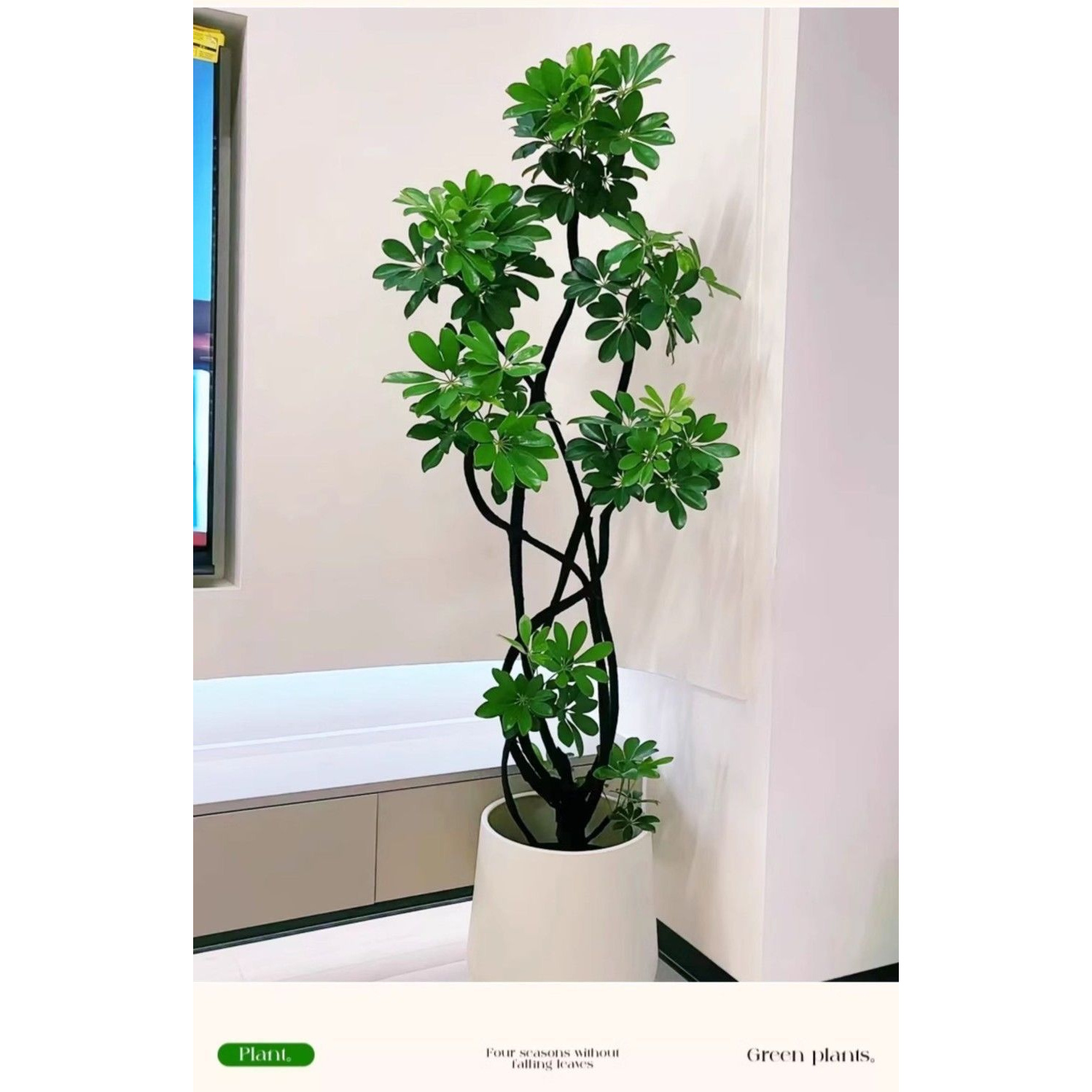 造型鸭脚木大盆栽鸭掌木鹅掌柴室内绿植大型四季常青落地真花