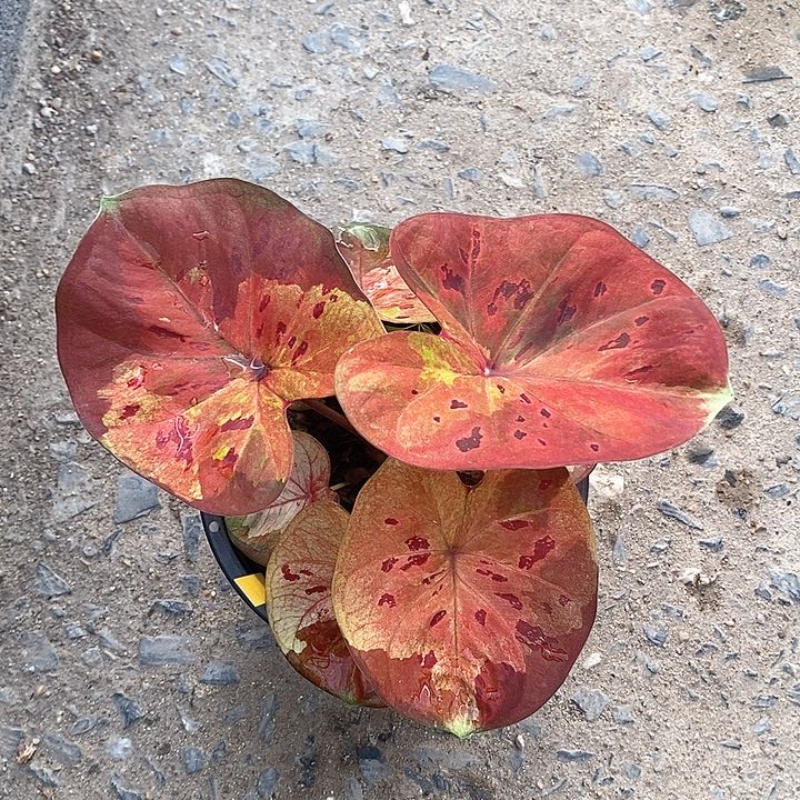 泰国彩叶 620-0127