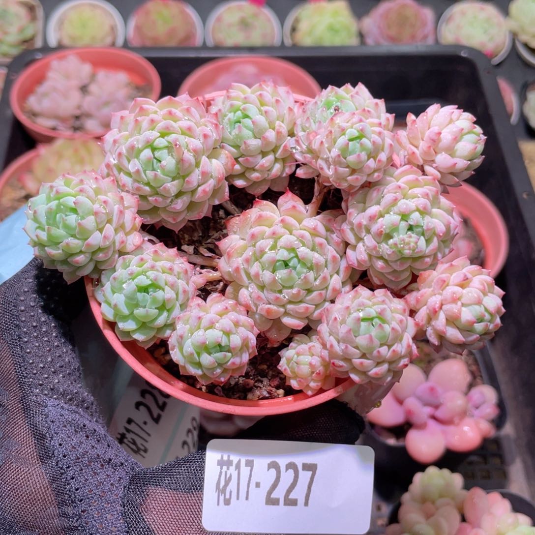 花利美17-227小粉莓