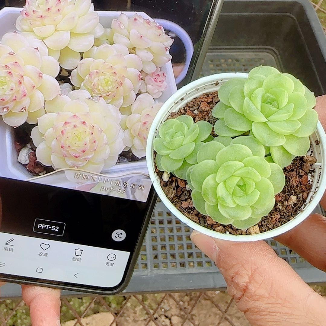 1121-157（ppt-52）专拍