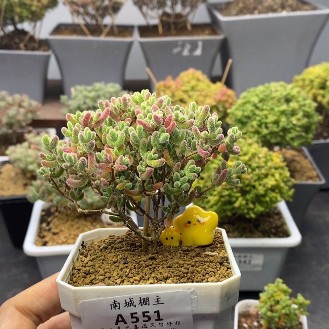 551实生优选冰晶枝干番杏