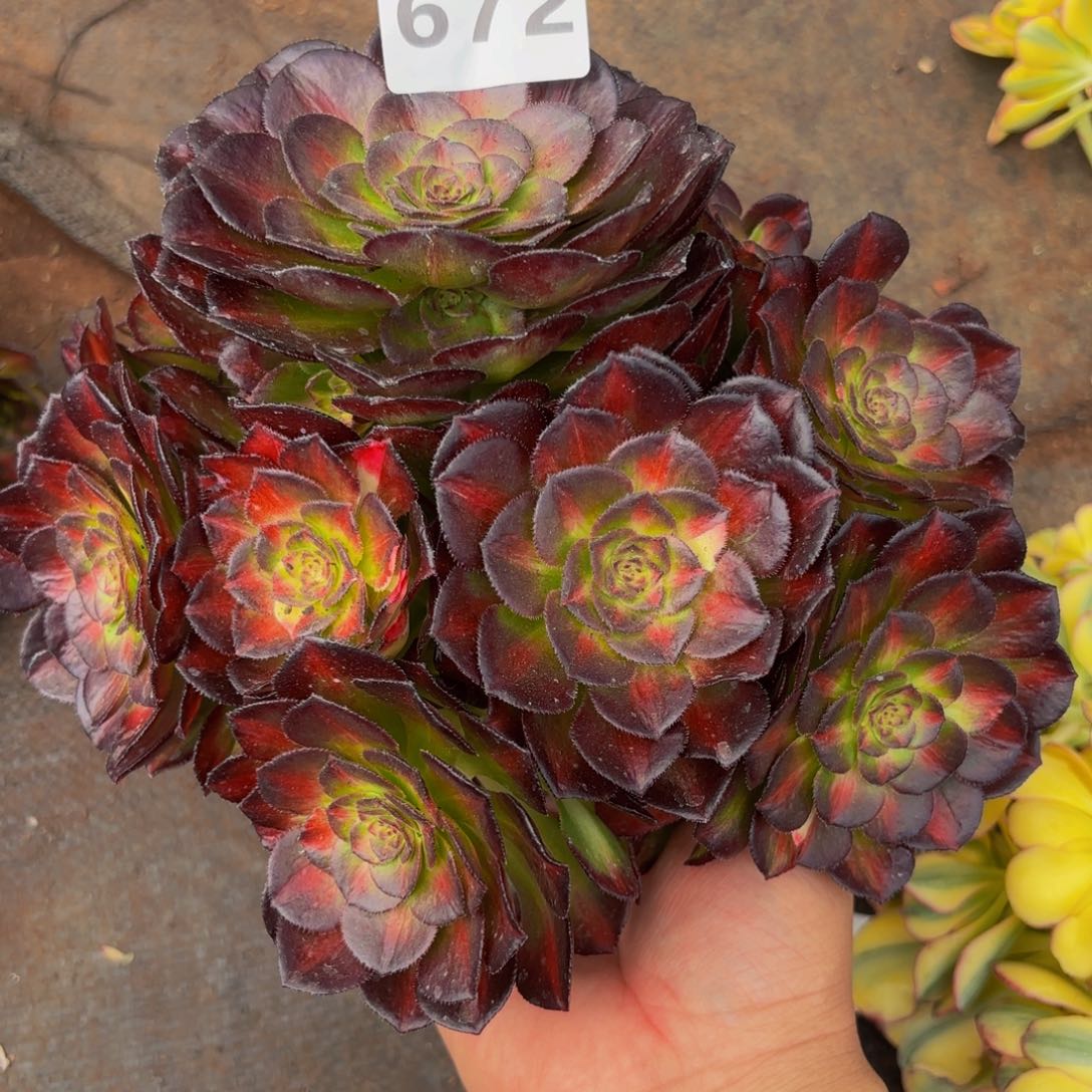 672多肉植物海王七彩无根