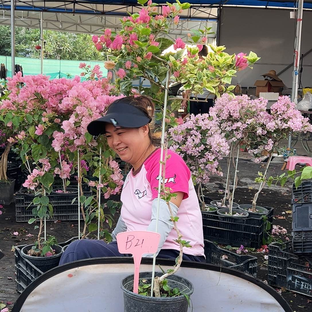 我***鹅大部分花苞少量开放B21斑叶米罗