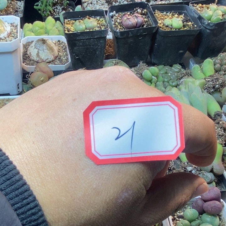 淡***晴56865668898898888888