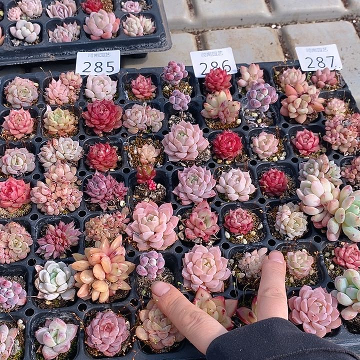 285-287 多肉植物盆栽花卉植物