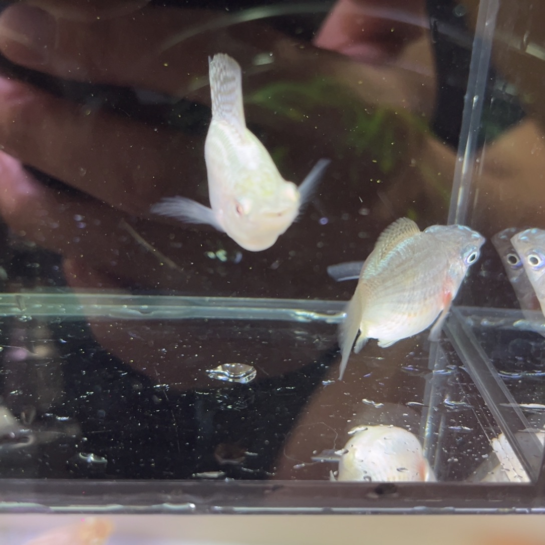 孔雀鱼两条银色玛丽球，一公一母