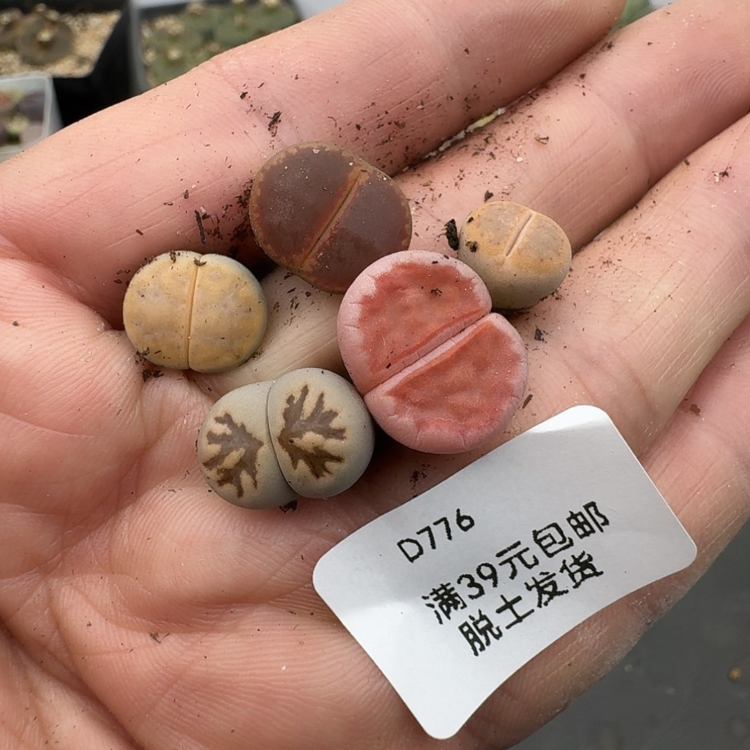 木***木776敌人哈哈哈哈哈哈