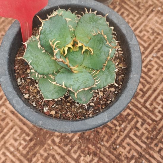 圆叶蕾丝精品龙舌兰种子播种