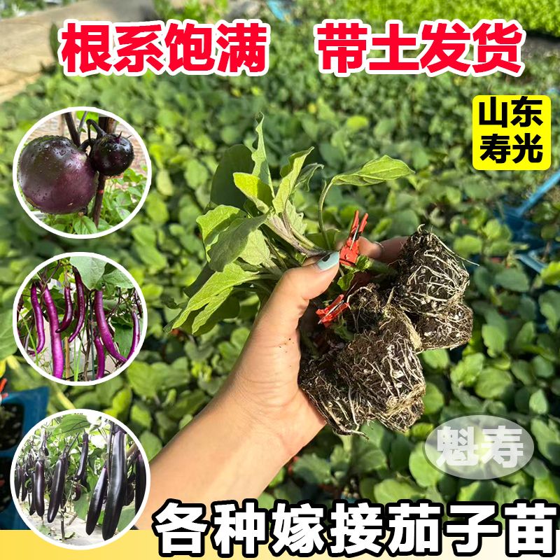 各种茄子苗混装长茄种子茄子种籽冬春夏秋四季茄子苗秧苗蔬菜种孑