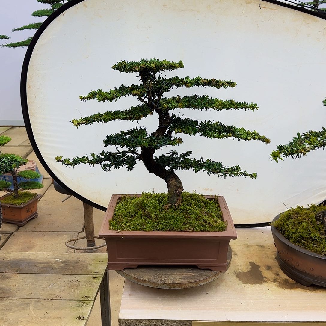 盆景直播间一物一拍