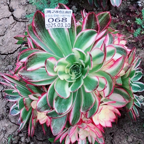 3.10-68海王多肉植物