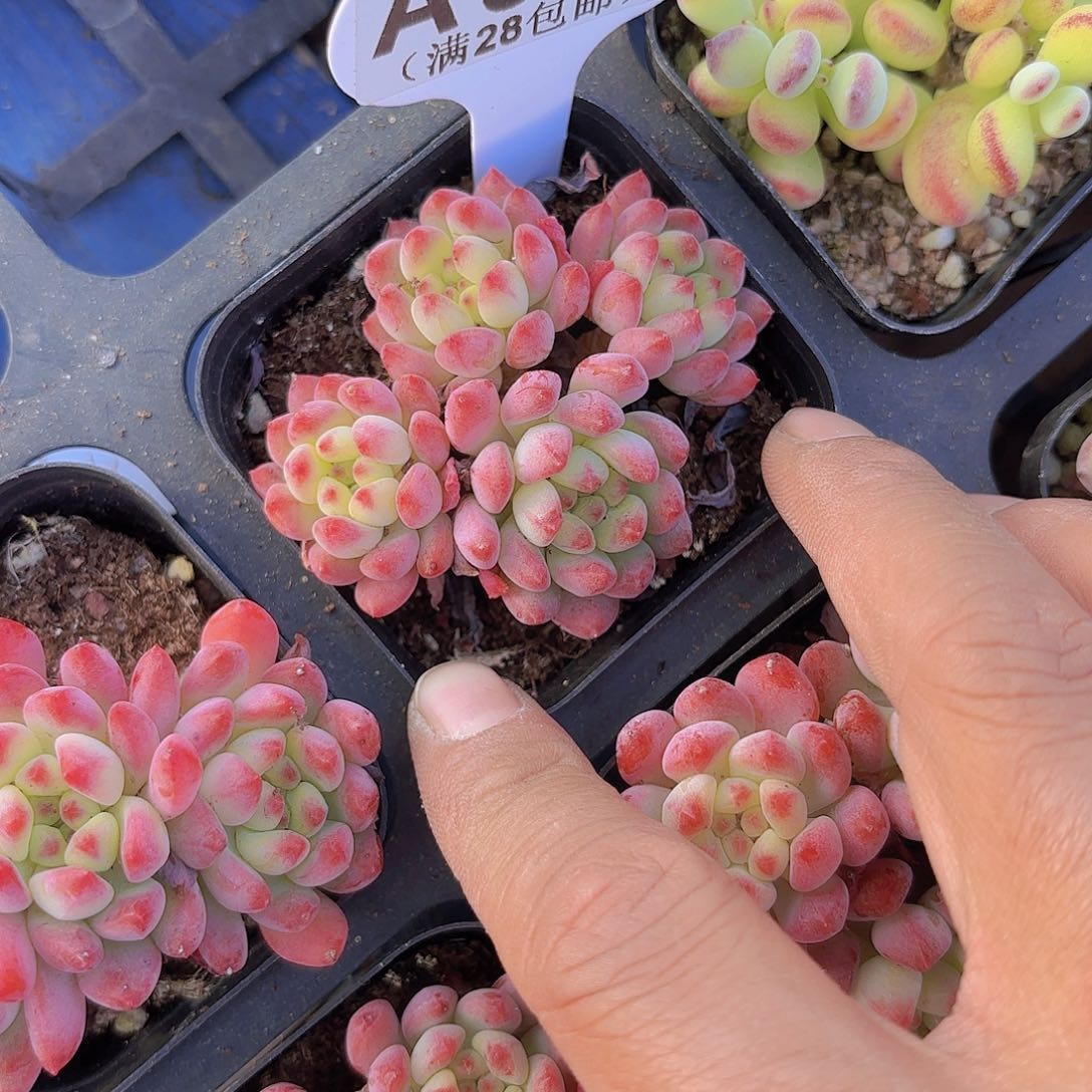 A847烂苹果一物一拍